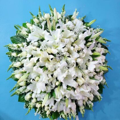 FC-442 Corona Elegante